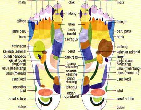 titik refleksi kaki chart pijat refleksi kaki pijat refleksi kaki ...